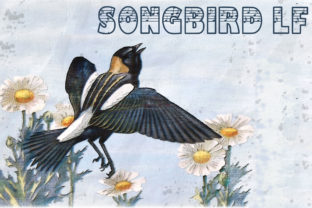 Songbird LF Font Review: A Musical Typeface for Creative Campaigns